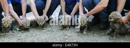 Arneham, aux Pays-Bas. Le 4 juillet 2014. Six jeunes guépards sont vendredi 4-7-2014 ébréché, sexés (sexe) et vermifugés dans Zoo Burger dans la ville néerlandaise d'Arnhem. C'est la première fois dans le zoo d'Arnhem qu'un guépard sextolets-est née. Normalement, ces deux prédateurs jusqu'à cinq jeunes. Un six pack est totalement unique dans un zoo. Il montre qu'il y a trois garçons et trois filles. Les animaux sont nés le 24 mai, mais l'interruption de décrochage reste les premières semaines peut conduire à la mort des chatons. C'est pourquoi le vendredi est choisi pour les procédures médicales. Très spéciale, c'est que les sextolets Banque D'Images