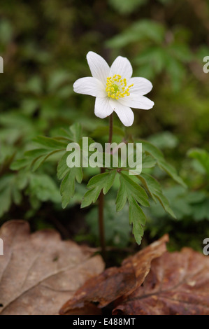 L'anémone des bois - Anémone nemorosa Banque D'Images