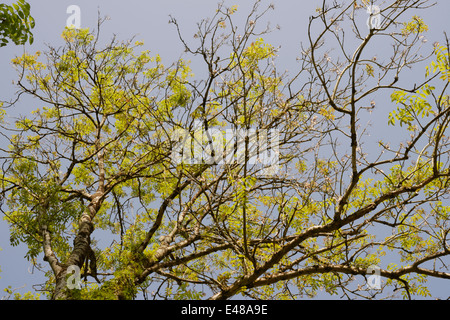 Arbre européen des cendres, Fraxinous excelsior souffrant de dépérissement de la couronne PAS Chalara fraxinea, Pays de Galles, Royaume-Uni Banque D'Images