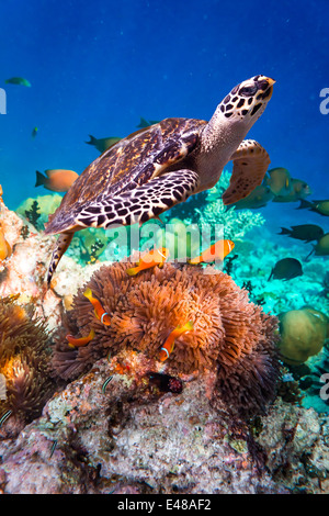 - La tortue imbriquée Eretmochelys imbricata flotte sous l'eau. Les récifs coralliens de l'océan Indien aux Maldives. Banque D'Images