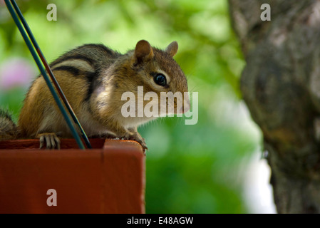 Un tamia rayé, Sciuridae, Tamias striatus, pairs ou d'une mangeoire, Maine, USA Banque D'Images