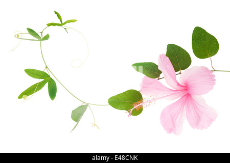 Plante vert anis et d'hibiscus close up est isolé sur fond blanc Banque D'Images