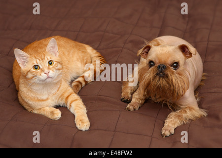 Chien et chaton orange dormir ensemble sur le lit Banque D'Images