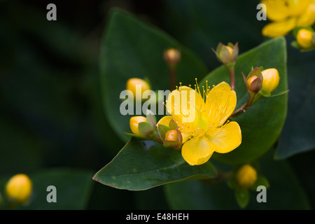 L'Hypericum. Le millepertuis fleur. Banque D'Images