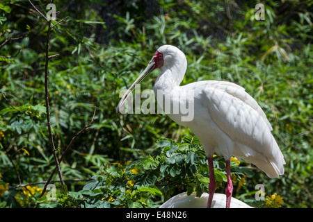 Libre d'une spatule d'Afrique sur un fond vert naturel Banque D'Images