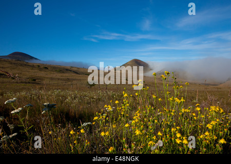 Fleurs d'ajoncs sur le sommet du Mauna Kea Banque D'Images