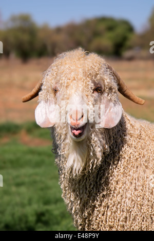 Portrait d'une chèvre angora Banque D'Images