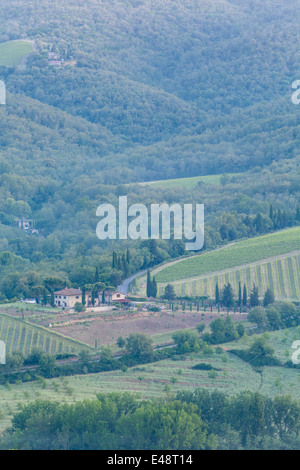 L'aube sur les vignes près de Radda in Chianti. Cette zone de la Toscane produit l'un des vins les plus célèbres de l'Italie. Banque D'Images
