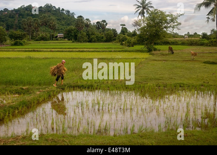 Rizières près de Banteay Srei. Le Cambodge a beaucoup de bons produits à offrir, en particulier dans le domaine des produits agricoles. W Banque D'Images