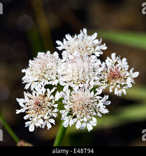 Ombelle de fleurs de Cowbane (Cicuta virosa) Banque D'Images