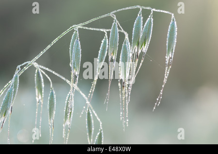 L'oreille de l'avoine couverte de rosée du matin Banque D'Images