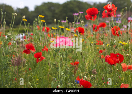 Bournemouth, Royaume-Uni 6 juillet 2014. Le conseil de Bournemouth a planté des zones pour créer des prairies de fleurs sauvages de plantes annuelles mixtes, visant à améliorer la faune et à attirer un nombre accru d'insectes et d'oiseaux. Cette année, les mélanges comprenaient environ 10 millions de graines de pavot pour commémorer la première Guerre mondiale. Ils ajoutent une touche de couleur pour égayer la journée de tous! fleurs sauvages pré fleurs sauvages fleurs sauvages fleurs sauvages Banque D'Images