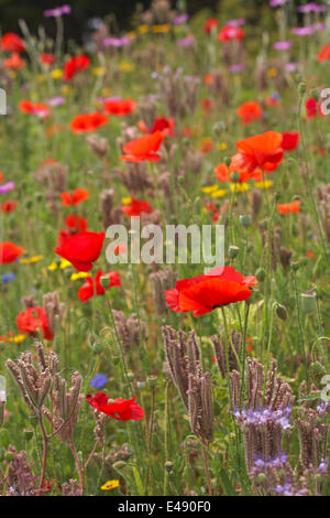 Bournemouth, Royaume-Uni 6 juillet 2014. Le conseil de Bournemouth a planté des zones pour créer des prairies de fleurs sauvages de plantes annuelles mixtes, visant à améliorer la faune et à attirer un nombre accru d'insectes et d'oiseaux. Cette année, les mélanges comprenaient environ 10 millions de graines de pavot pour commémorer la première Guerre mondiale. Ils ajoutent une touche de couleur pour égayer la journée de tous! fleurs sauvages pré fleurs sauvages fleurs sauvages fleurs sauvages Banque D'Images