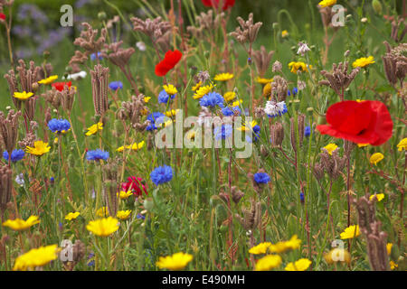 Bournemouth, Royaume-Uni 6 juillet 2014. Le conseil de Bournemouth a planté des zones pour créer des prairies de fleurs sauvages de plantes annuelles mixtes, visant à améliorer la faune et à attirer un nombre accru d'insectes et d'oiseaux. Cette année, les mélanges comprenaient environ 10 millions de graines de pavot pour commémorer la première Guerre mondiale. Ils ajoutent une touche de couleur pour égayer la journée de tous! fleurs sauvages pré fleurs sauvages fleurs sauvages fleurs sauvages Banque D'Images