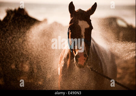 Watergate Bay, Cornwall, UK. 5 juillet, 2014. Se rafraîchir après une chaude jours polo à la Veluve Clicquot Polo sur la plage, baie de Watergate, Cornwall, le 5 juillet 2014. (Photo / Mark Pearson) Banque D'Images