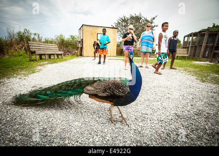 Visiter le parc récréatif de Sawgrass dans les Everglades de Floride. Banque D'Images