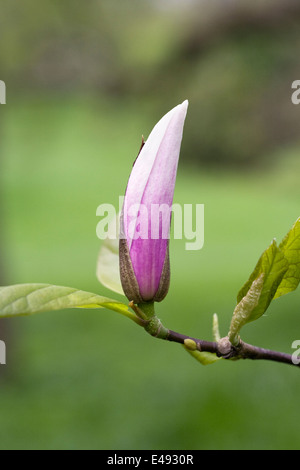 Magnolia denudata bourgeon floral. Banque D'Images