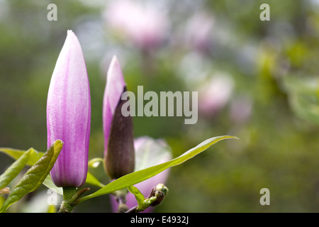 Magnolia denudata bourgeon floral. Banque D'Images