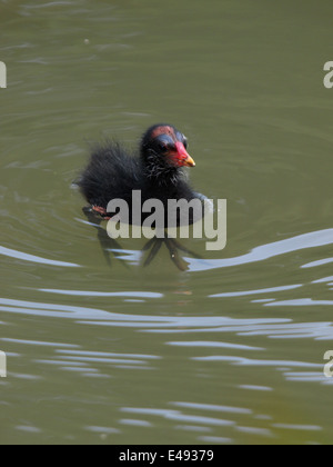 Gallinule poule-d'eau Gallinula chloropus, poussin Banque D'Images