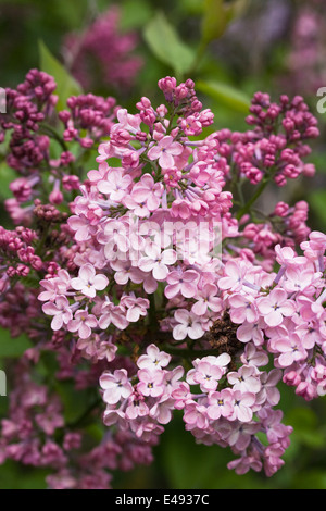 Syringa x hyacinthflora 'portrait' Anabel. Fleurs lilas. Banque D'Images