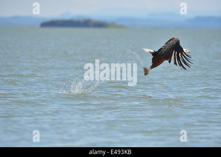 African Fish-Eagle - African Sea-Eagle (Haliaeetus vocifer) prendre en vol un poisson avec ses serres Lac Baringo - Kenya Banque D'Images