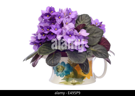 African violet pourpre fleurs dans un vase isolé sur fond blanc Banque D'Images