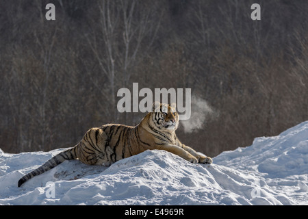 Siberian Tiger in météo glaciale avec une bouffée d'inspiration, Hengdaohezi Centre d'élevage, Mudanjiang, Chine Banque D'Images