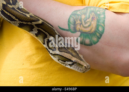 Nonvenomous Ball python en cours Banque D'Images