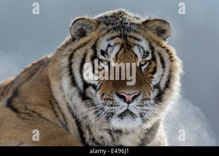 Portrait d'un tigre de Sibérie, Hengdaohezi Centre d'élevage, Mudanjiang, Chine Banque D'Images