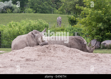 Deux rhinocéros blancs couché au soleil 1 l'autre regardant la caméra Banque D'Images