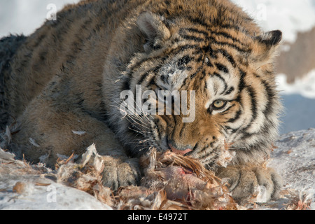 Tigre de Sibérie, ne salissez pas avec moi pendant que je mange, Hengdaohezi Centre d'élevage, Mudanjiang, Chine Banque D'Images