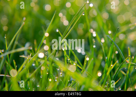 L'herbe verte couverte de rosée dans le soleil du matin Banque D'Images