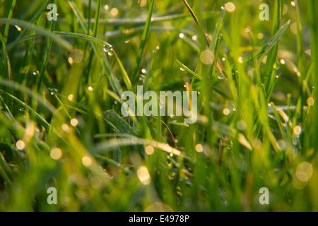 L'herbe verte couverte de rosée dans le soleil du matin Banque D'Images