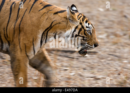 Panoramique d'un tigre dans la forêt sèche de la réserve de tigres de Ranthambore Banque D'Images