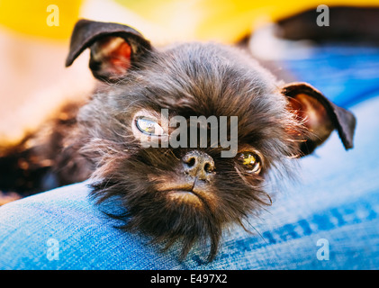 Close Up Chien Noir Griffon Bruxellois (Griffon de Bruxelles, Griffon Belge) dormir sur Womans Lap Banque D'Images