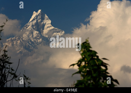 Le MS.6993 Machhapuchhare-Machapuchare-queue de poisson haut de gamme de pointe l'Annapurnas. District de Kaski-Népal. 0487. Banque D'Images