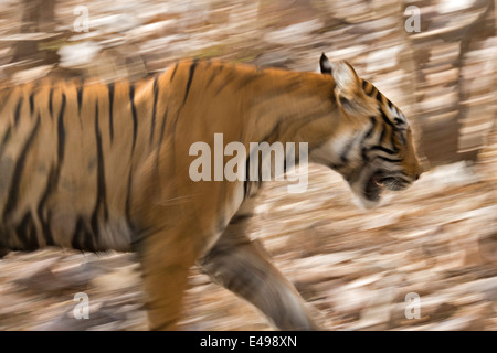 Panoramique d'un tigre dans la forêt sèche de la réserve de tigres de Ranthambore Banque D'Images