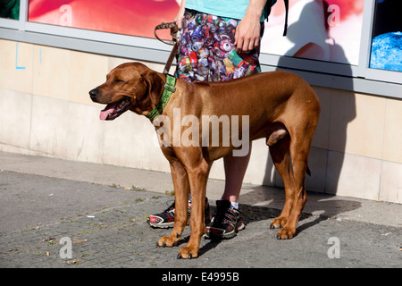 Chien Rhodésien Ridgeback debout sur un trottoir à côté de son propriétaire à l'extérieur par une journée ensoleillée dans la ville. Banque D'Images