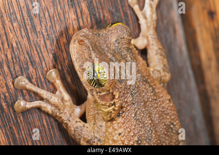 À tête large géant, Osteocephalus taurinus treefrog, originaire de Brésil, Bolivie, Pérou, Equateur, Colombie, Venezuela, Guyana, Banque D'Images