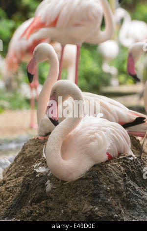 Flamingo reposent au sol et la nidification incuber Banque D'Images