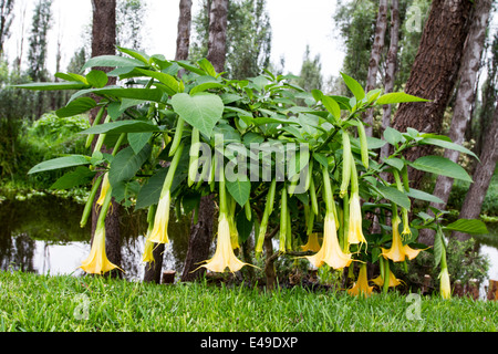 Floripondio brugmansia arborea, Solanaceae bush au Mexique Banque D'Images