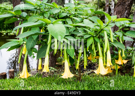 Floripondio brugmansia arborea, Solanaceae bush au Mexique Banque D'Images