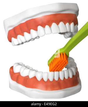 Le modèle de la mâchoire humaine avec dents et brosse à dents, isolé avec Clipping Path Banque D'Images