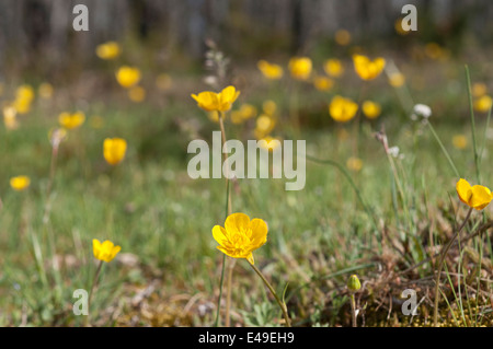 Prairie avec des fleurs à bulbe de Buttercup, Ranunculus bulbosus. C'est une plante vivace de la famille du membre Banque D'Images