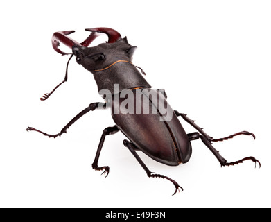 Photo en gros plan de grand cerf-beetle (Lucanus cervus) Banque D'Images