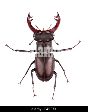 Photo en gros plan de grand cerf-beetle (Lucanus cervus) Banque D'Images