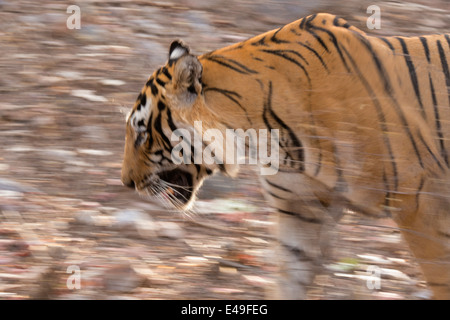 Panoramique d'un tigre dans la forêt sèche de la réserve de tigres de Ranthambore Banque D'Images