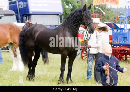 Étalon frison dans la main à un cheval shoe n Angleterre Banque D'Images