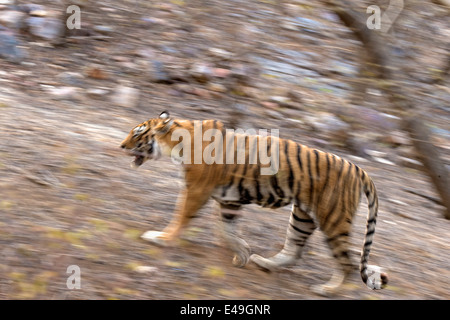 Panoramique d'un tigre dans la forêt sèche de la réserve de tigres de Ranthambore Banque D'Images