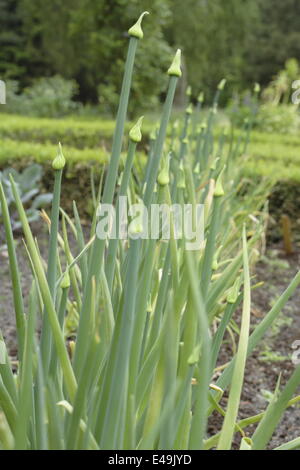 - Allium cepa oignon commun Banque D'Images